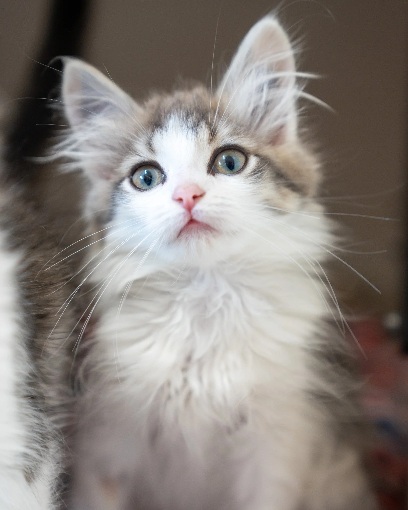 🥣 The Breakfast Club 🥣

Pictured in order: Kix (F), Trix (M), Cheerio (F), Lucky (F), Cocoa (F)

Start every morning off right by bringing one of these sweethearts home! This adorable family of five and their mom took refuge in a kind person's gard