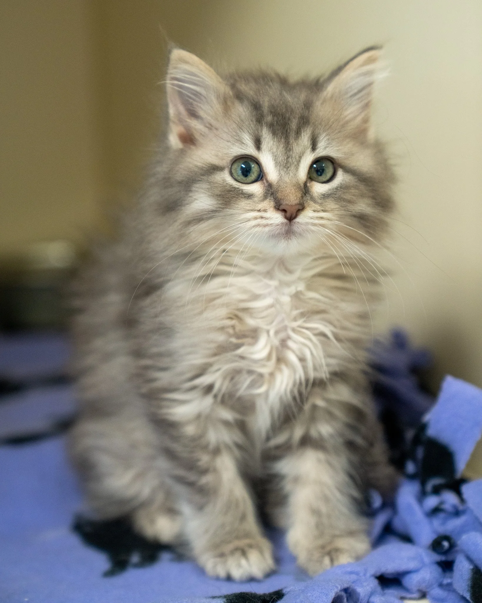 🧁 Fluff &amp; Muffin 🧁
These two adorable girls were rescued by another organization and raised by a lovely foster, who cared for and socialized them so beautifully that they're quite confident in being their goofy selves.

Fluff (the fluffy grey g