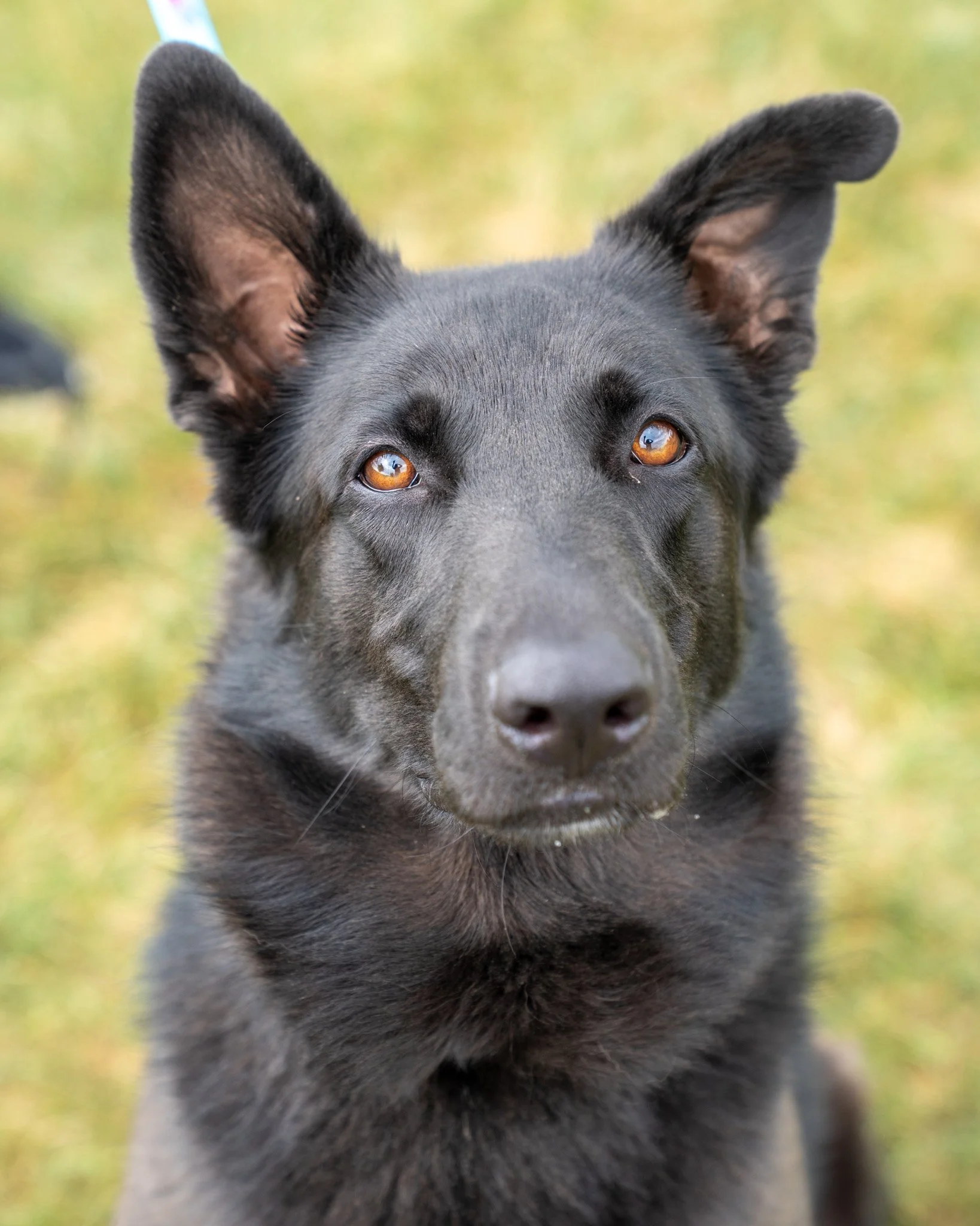 🌌 Midnight 🌌
Midnight is a 4-year-old, 65-pound Lab and German Shepherd mix -- and a gorgeous one at that! She was rescued from a situation where she and a few other dogs weren't treated very well. A kind family took Midnight and her friends in for