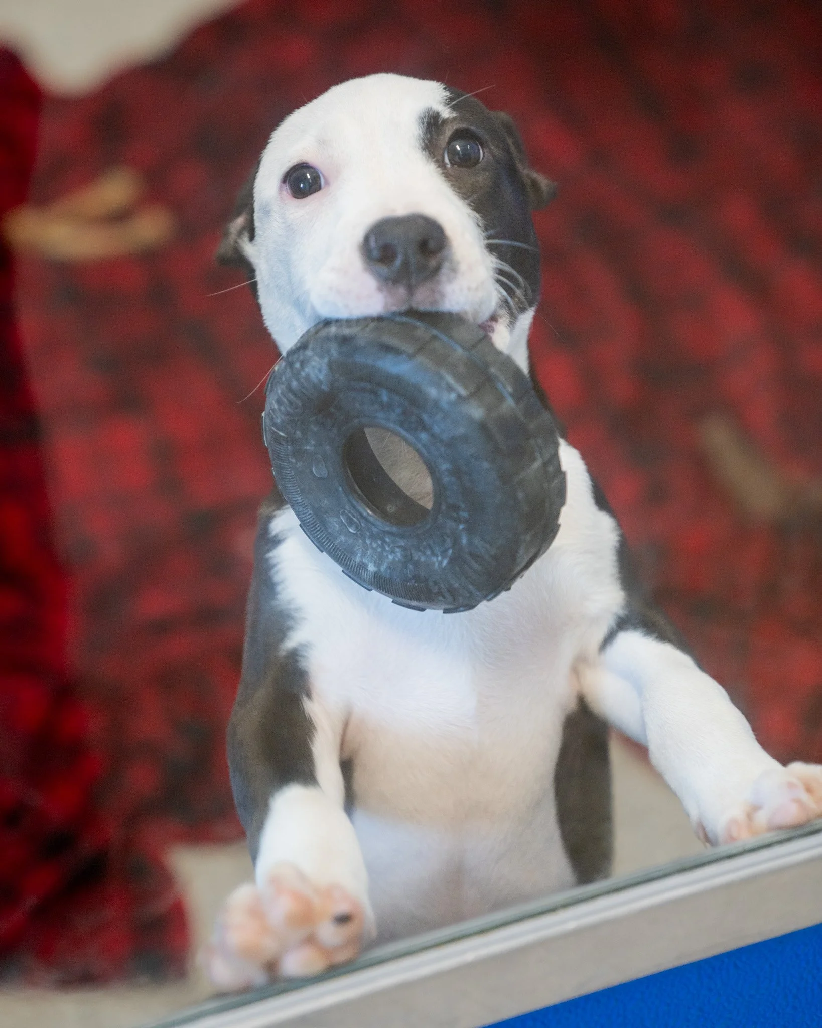 🧡 Fleet Farm Sneak Peek! 🧡
Check out just a few of the cuties who will be joining us at Fleet Farm today! As you can see, Solace is currently deciding which of her toys she should bring along. She and her friends will be waiting in the Baxter Fleet
