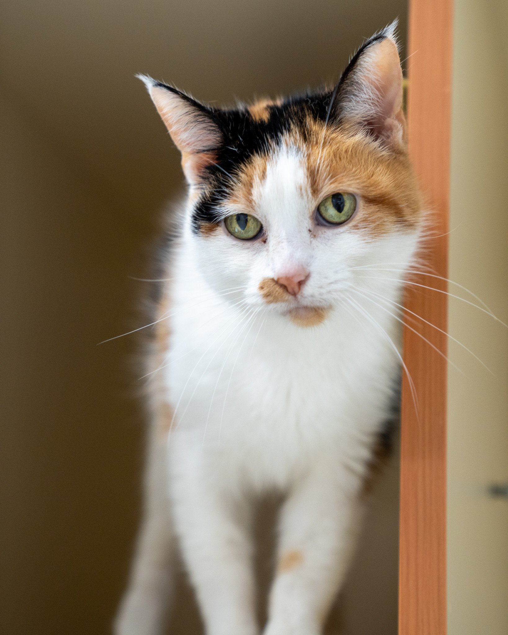 😻 Ambrose &amp; Aves 😻
Meet Ambrose and Aves! These five-year-old, petite Domestic Shorthair girls have incredibly quiet and loving personalities. They came to our shelter after their owner sadly passed away. While they needed some time to come out