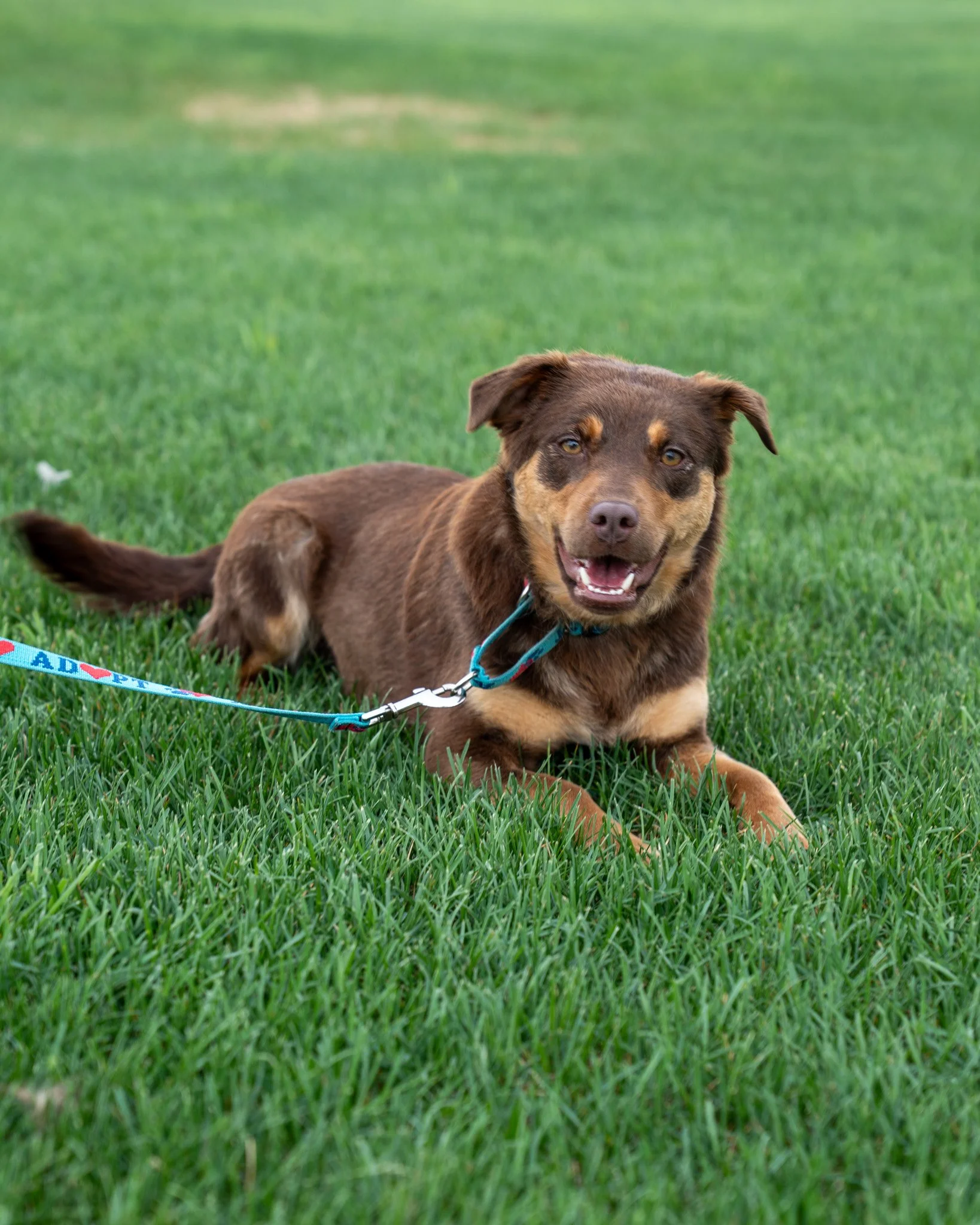 😁 Bonnie 😁
This cutie pie is a 1-year-old Australian Shepherd, Golden Retriever, and Heeler mix. Weighing in at only 28 pounds, she's the cutest little pipsqueak! She can be a smidgen shy at first, but she loves, loves, loves people once she's been