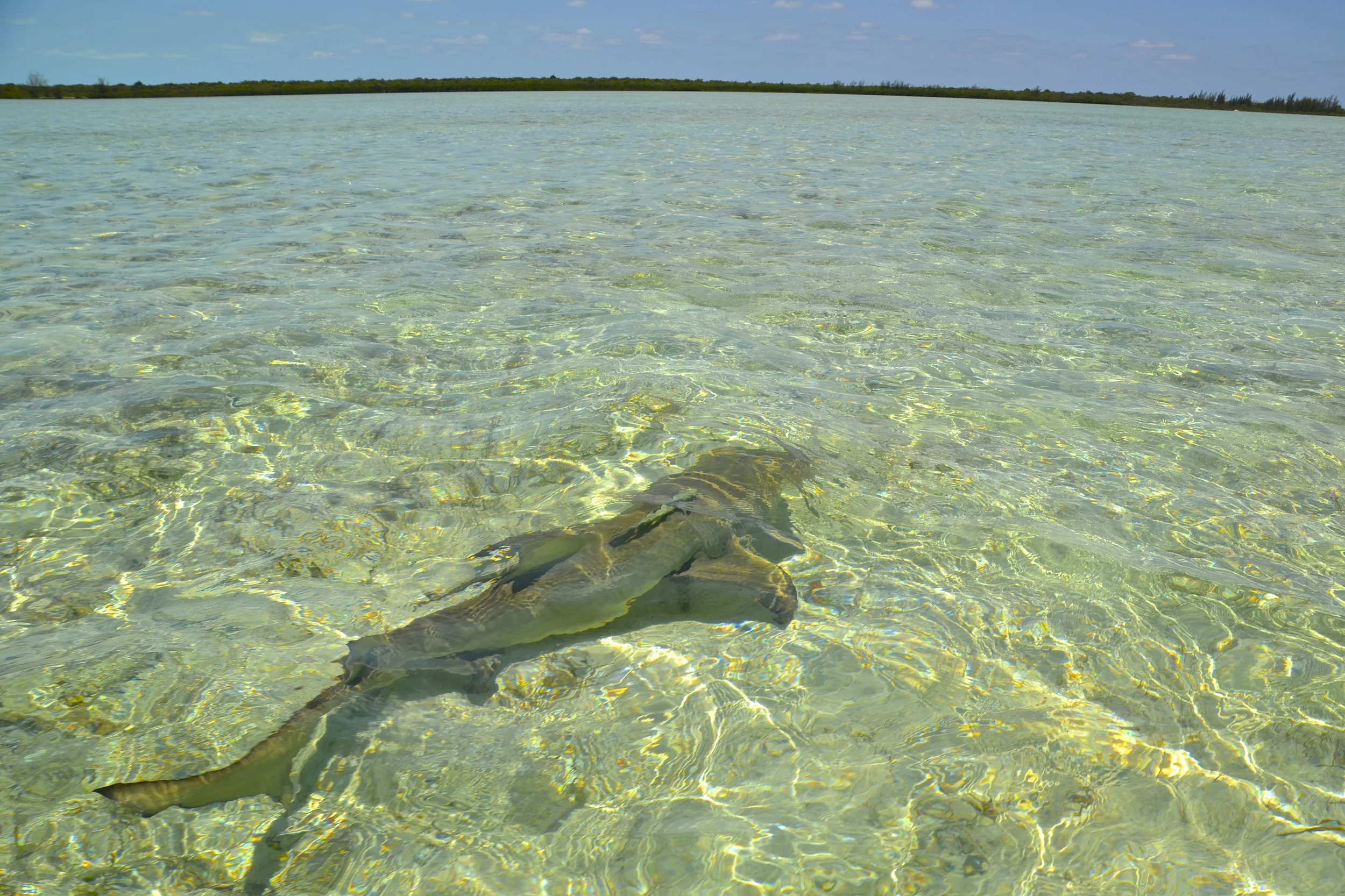 DSC_0118 - Version 2.JPG