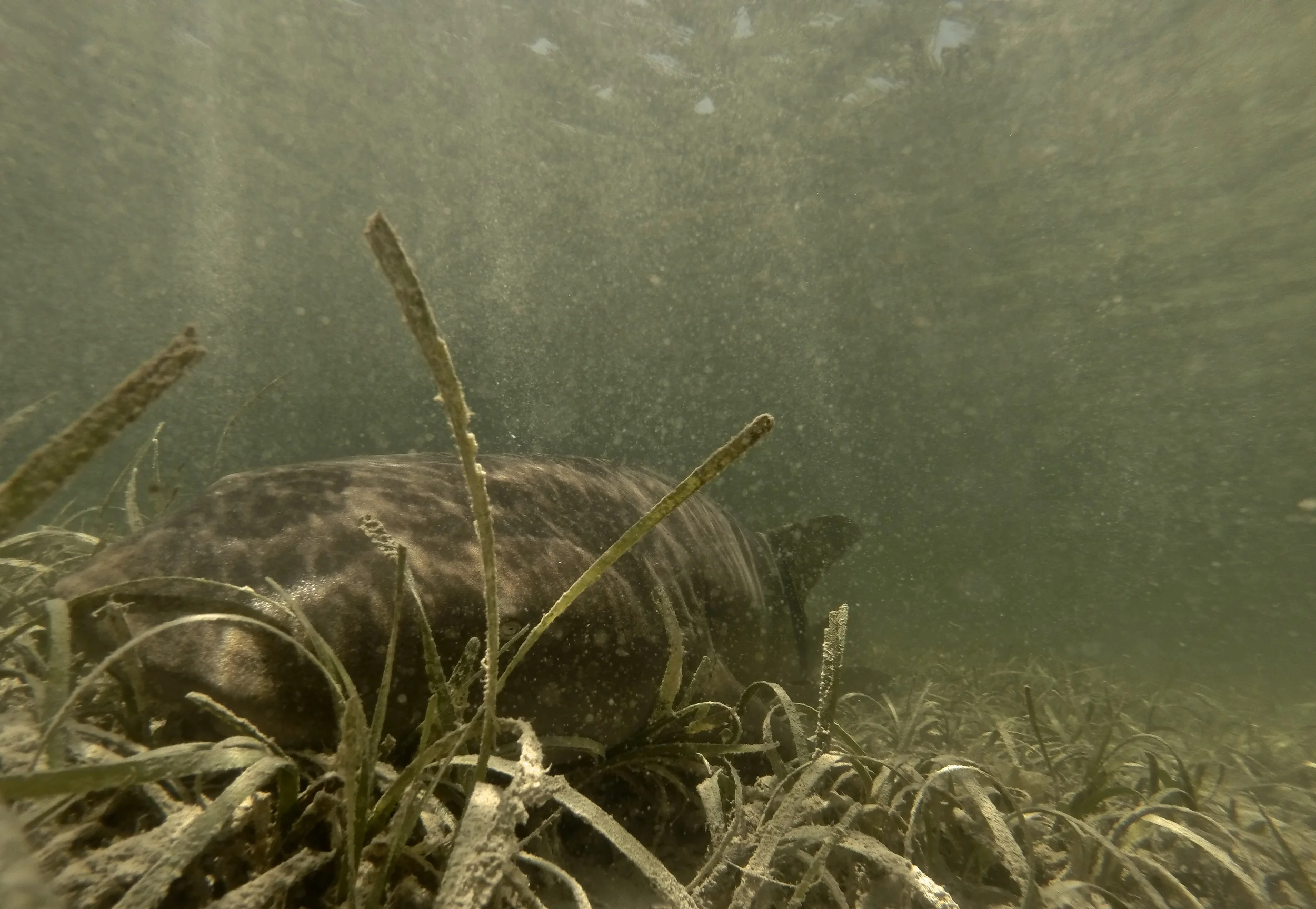 G0013393 - Version 2.JPG