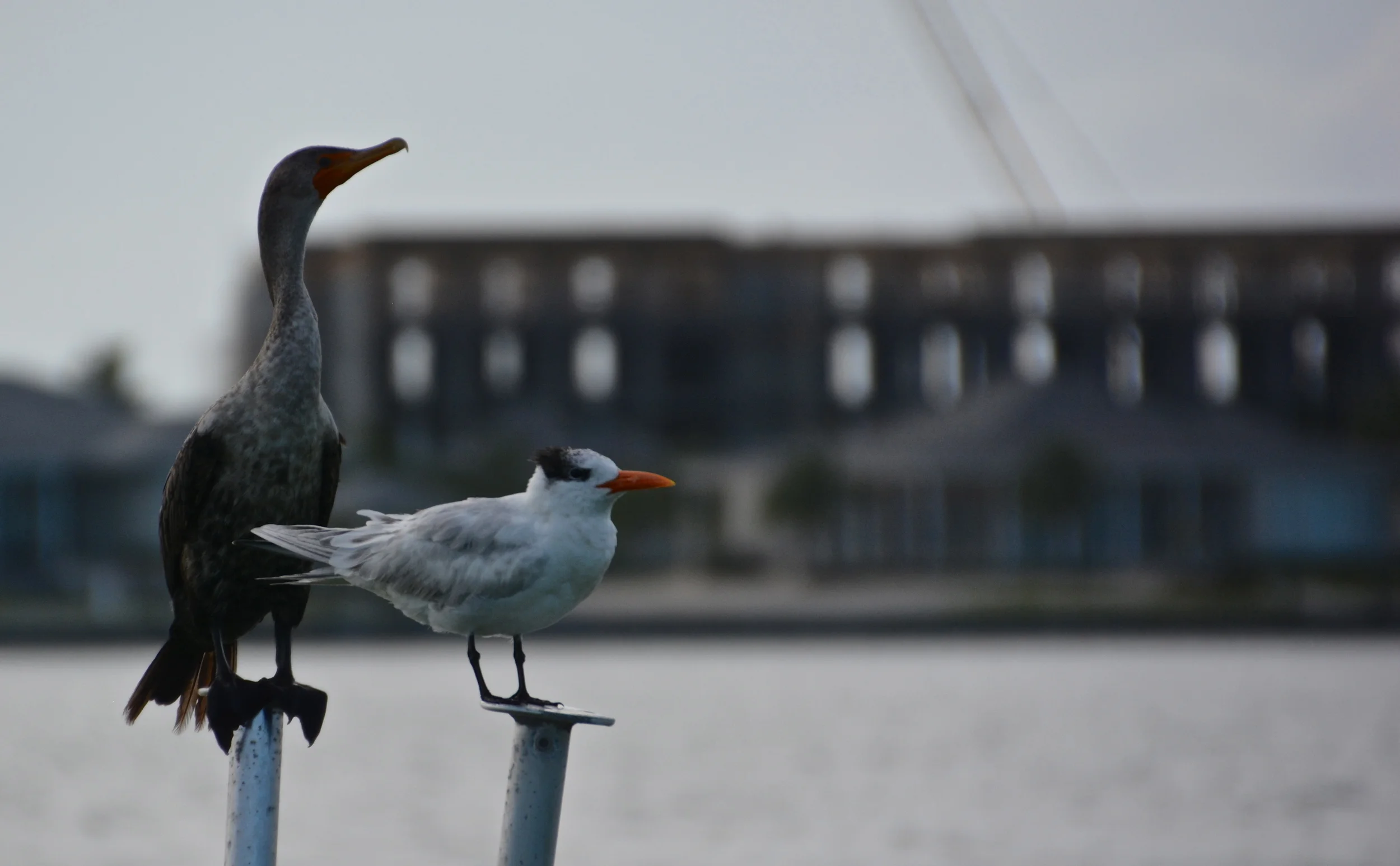 DSC_1320.JPG