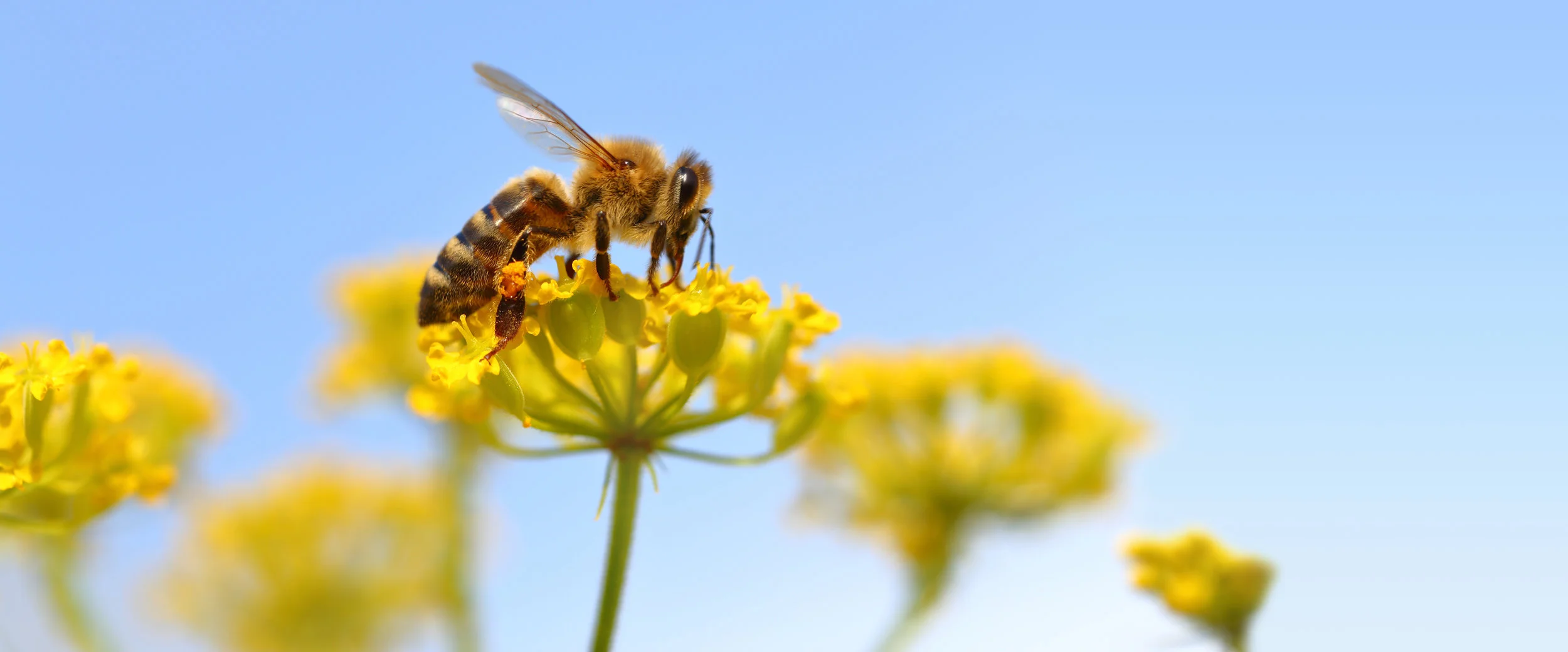 A typical bee, now that "all that" has been dealt with.