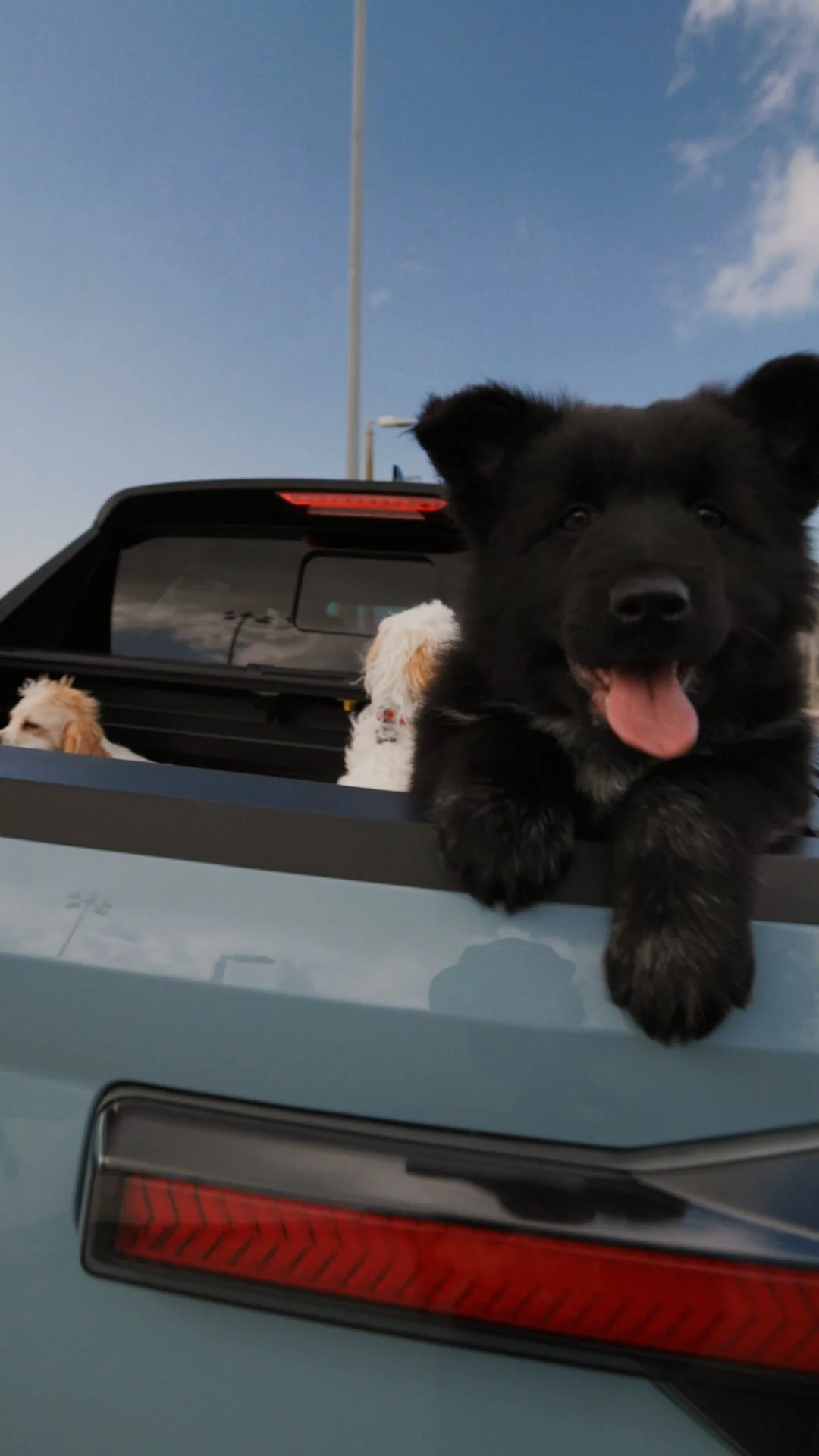 Hyundai Social | Pet Day