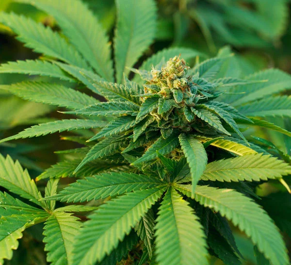 Pregnancy and THC use in Mothers