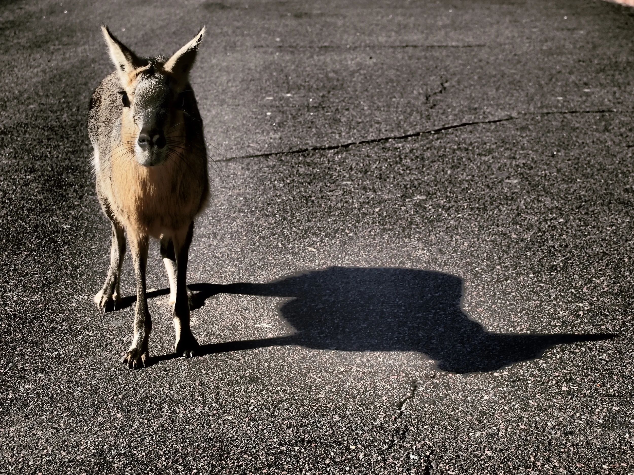 buenos aires and start of summer 160.JPG