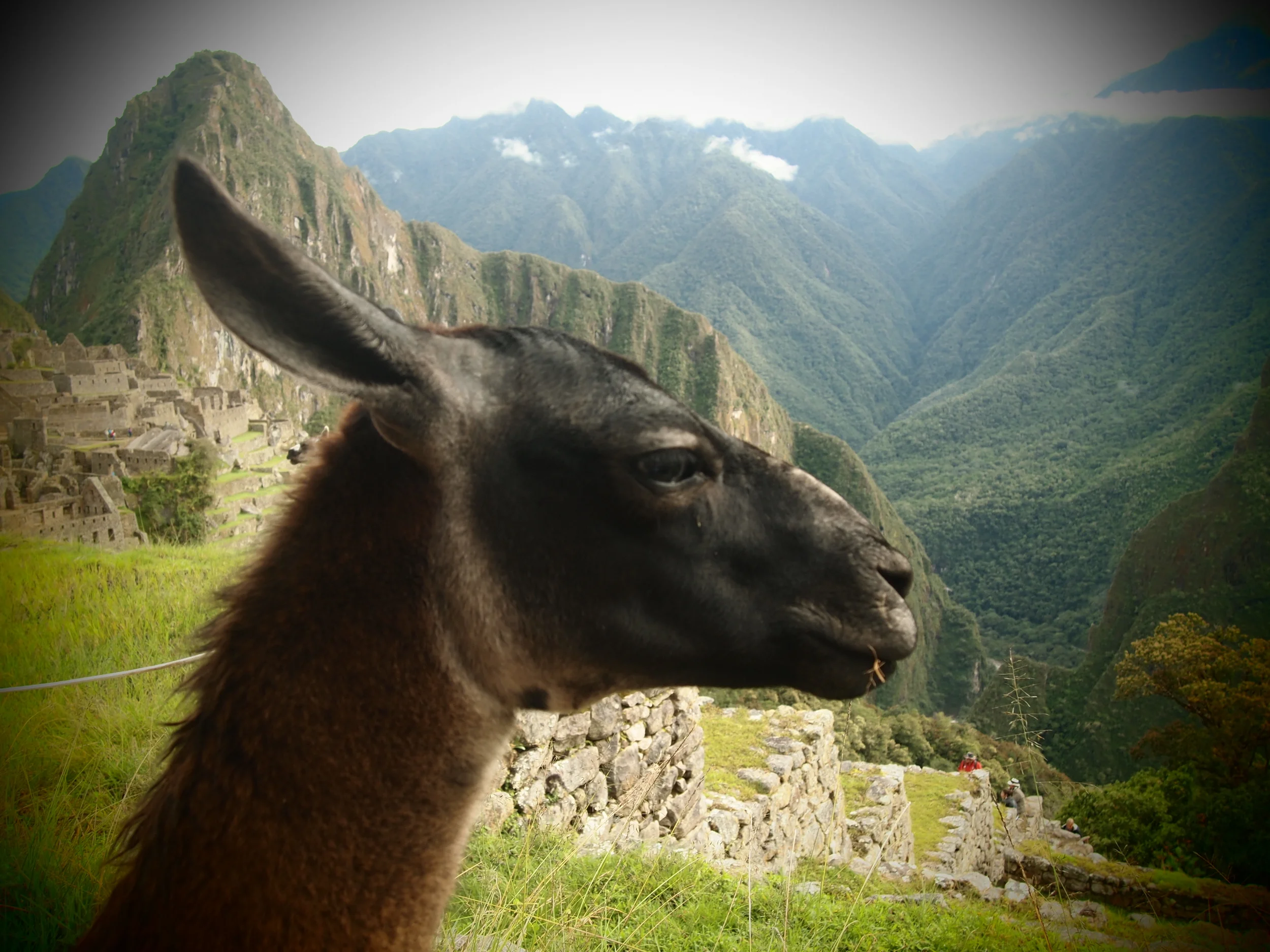 machu lama.JPG