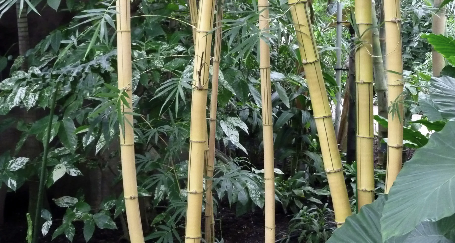 Bamboo1.JPG