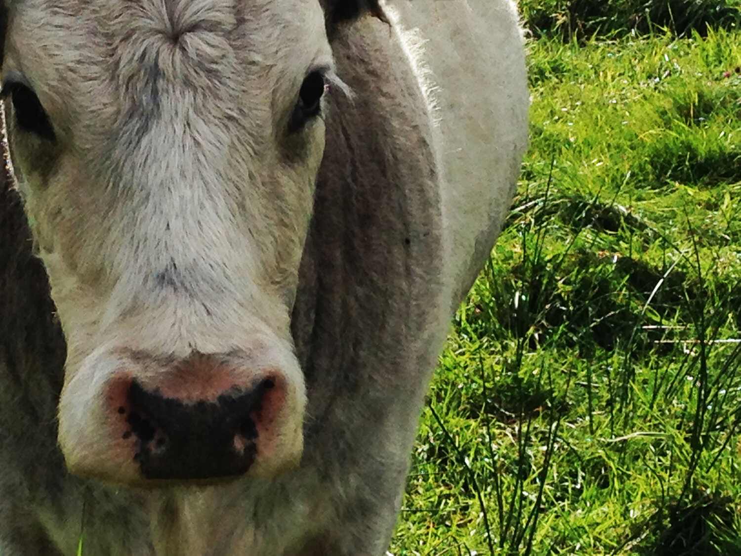 A Friend Indeed, Carna - Moyrus, Ireland.  2016