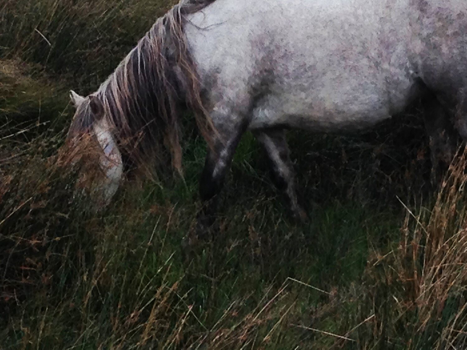 White Horse, Ballydavid - Clash, Ireland.  2016
