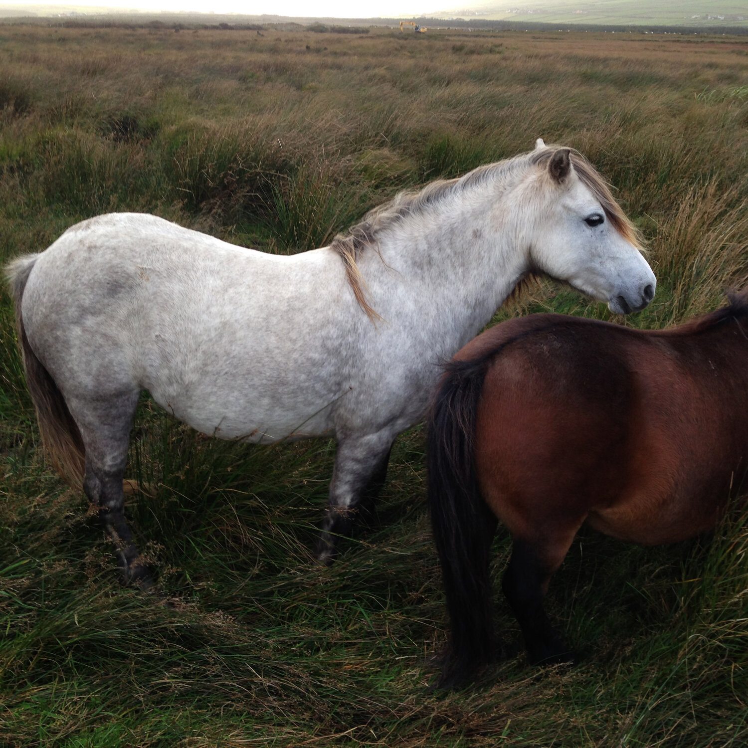 With a Friend, Ballydavid - Clash, Ireland.  2016