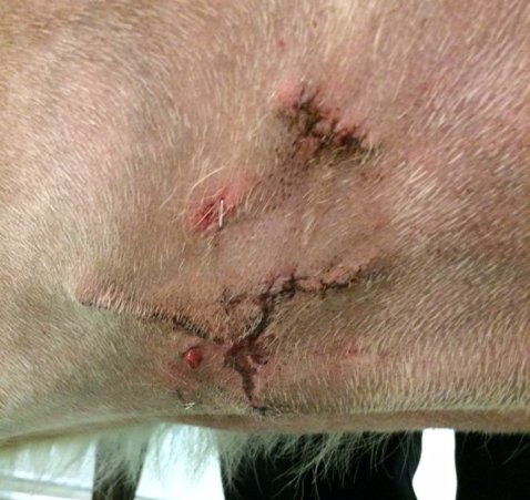 The main wound healing well 3 weeks post repair