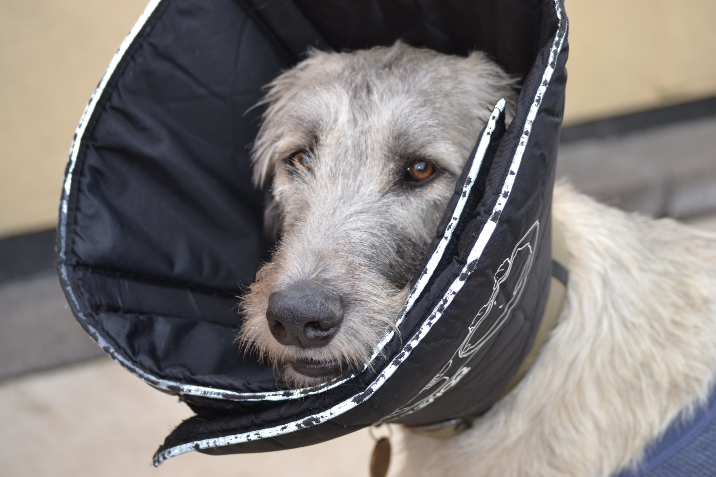 Rina - with her "soft cone" to discourage her from disturbing her wounds
