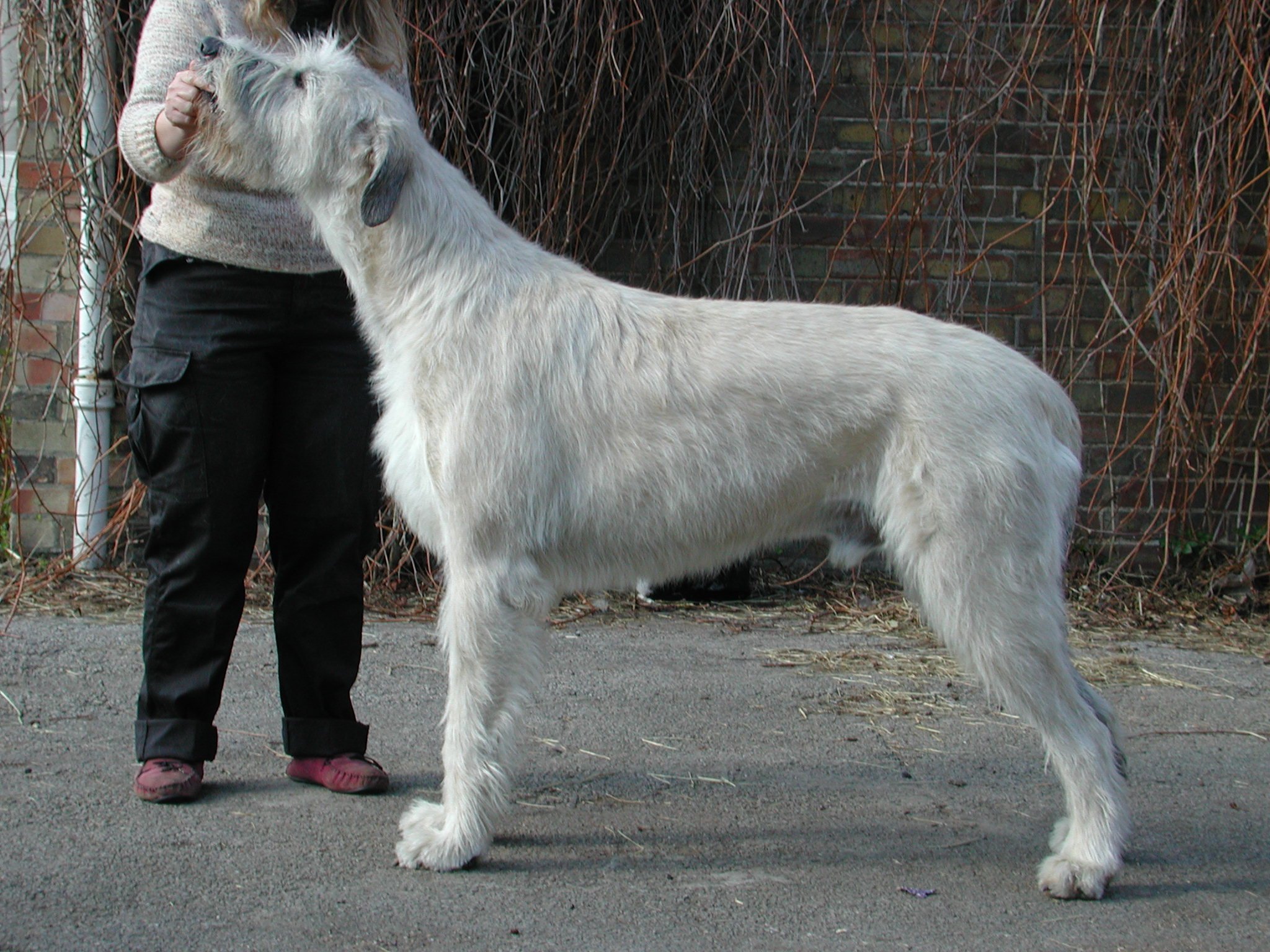 Fergus -as a yearling