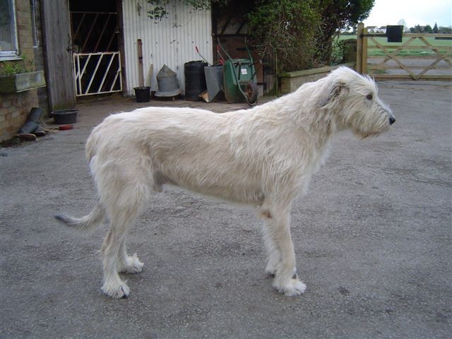 ~ Fergus in March 2007 - on the road to recovery ~