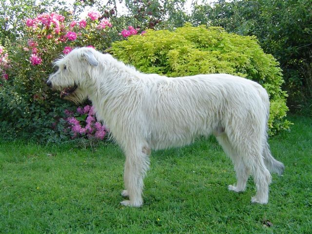 ~ Fergus in August 2007 – almost back to normal ~