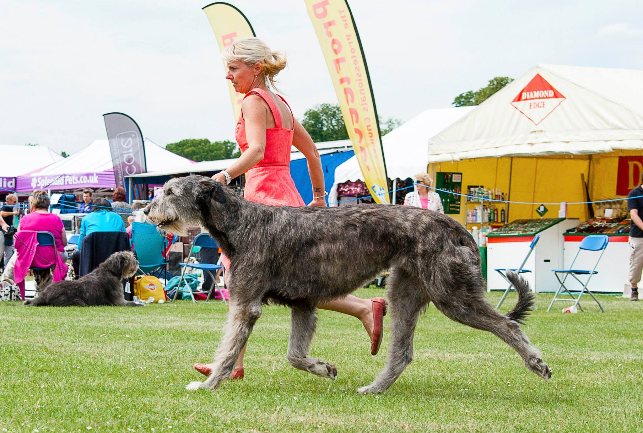 Polly with Elaine, who ran her at shows on Kathy's behalf and helped to make her a champion 