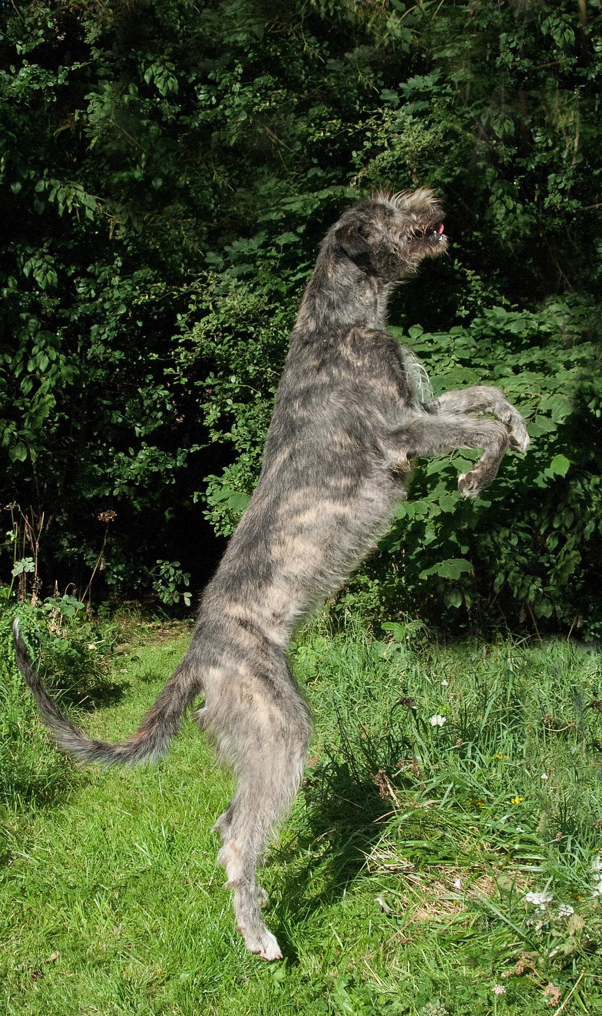 Whisper - strong enough to jump for joy!