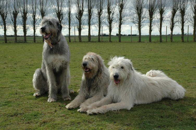 Fergus with his housemates Rafferty & Dempsey (sitting)