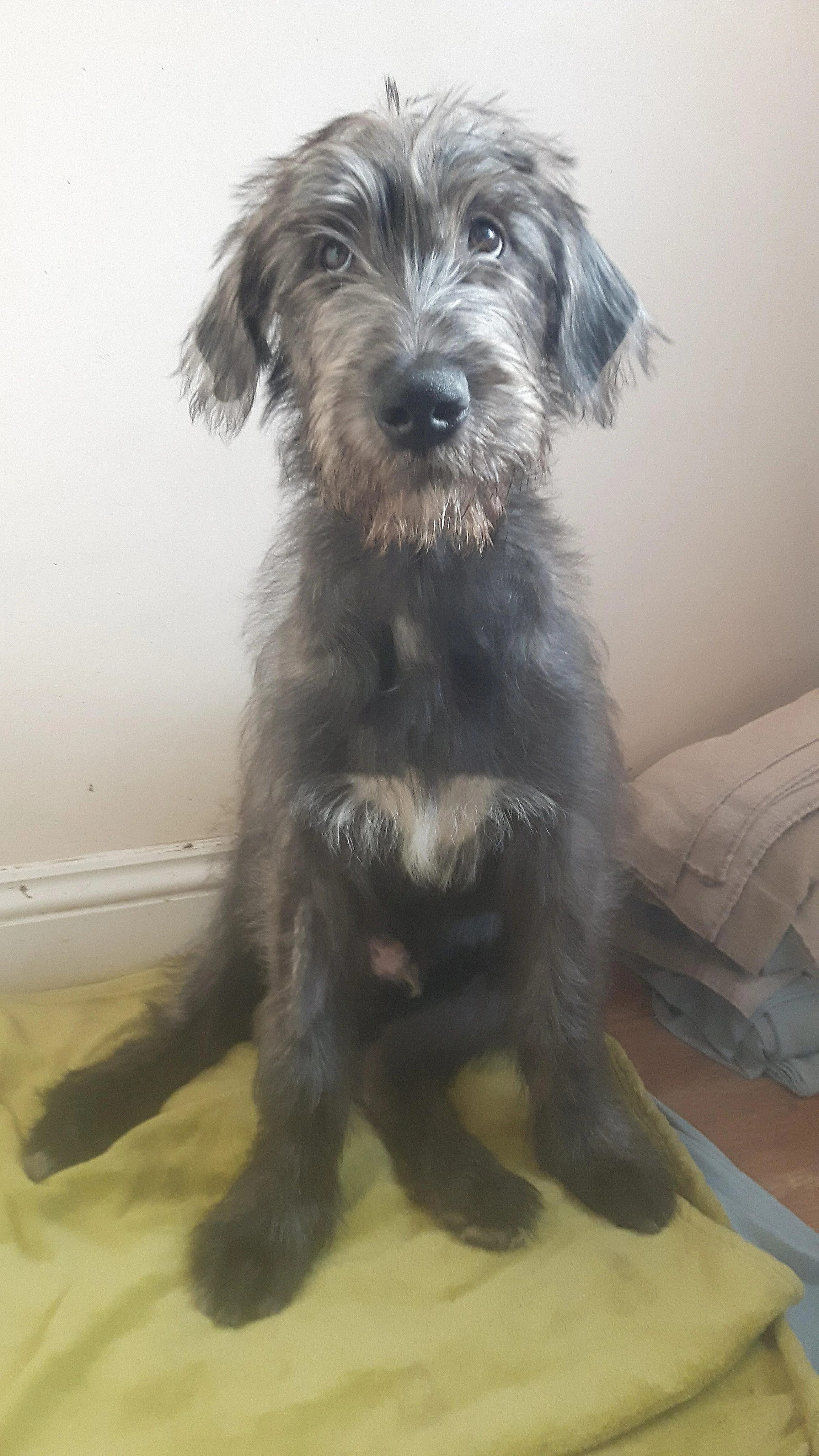 Bjorn the Bear - shunt puppy.jpg