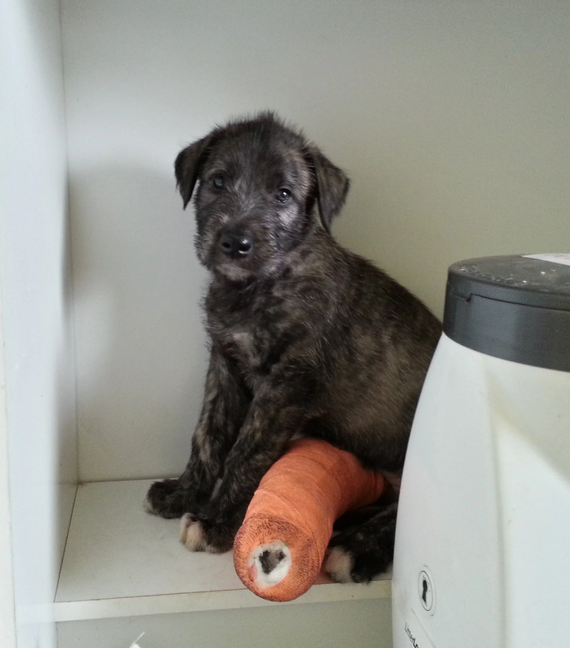 Hope at around 6 weeks with a newly dressed leg