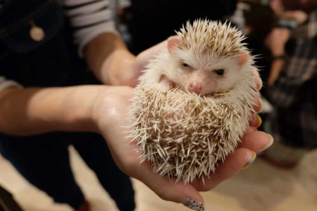 Cuddling hedgehogs at Harrys in Roppongi Hills 