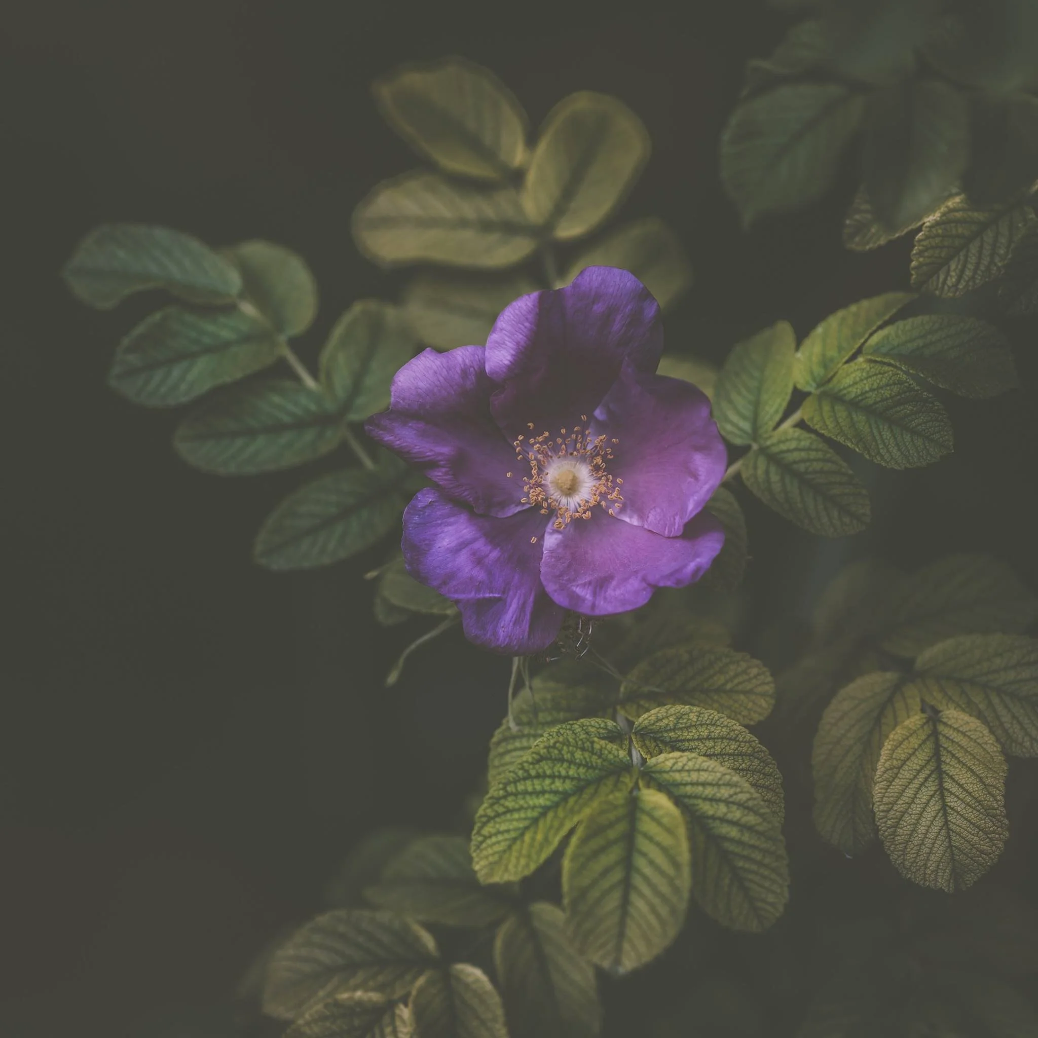 The Place Between Fear and Desire 