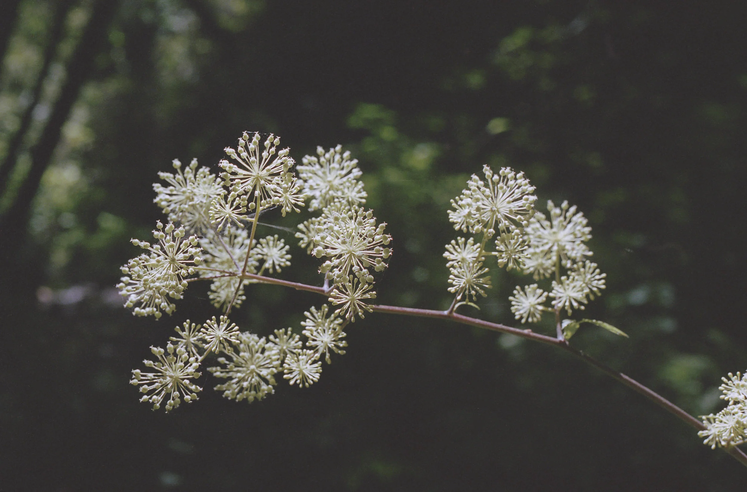 Forest flower.jpg