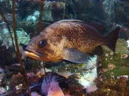 rockfish.jpg