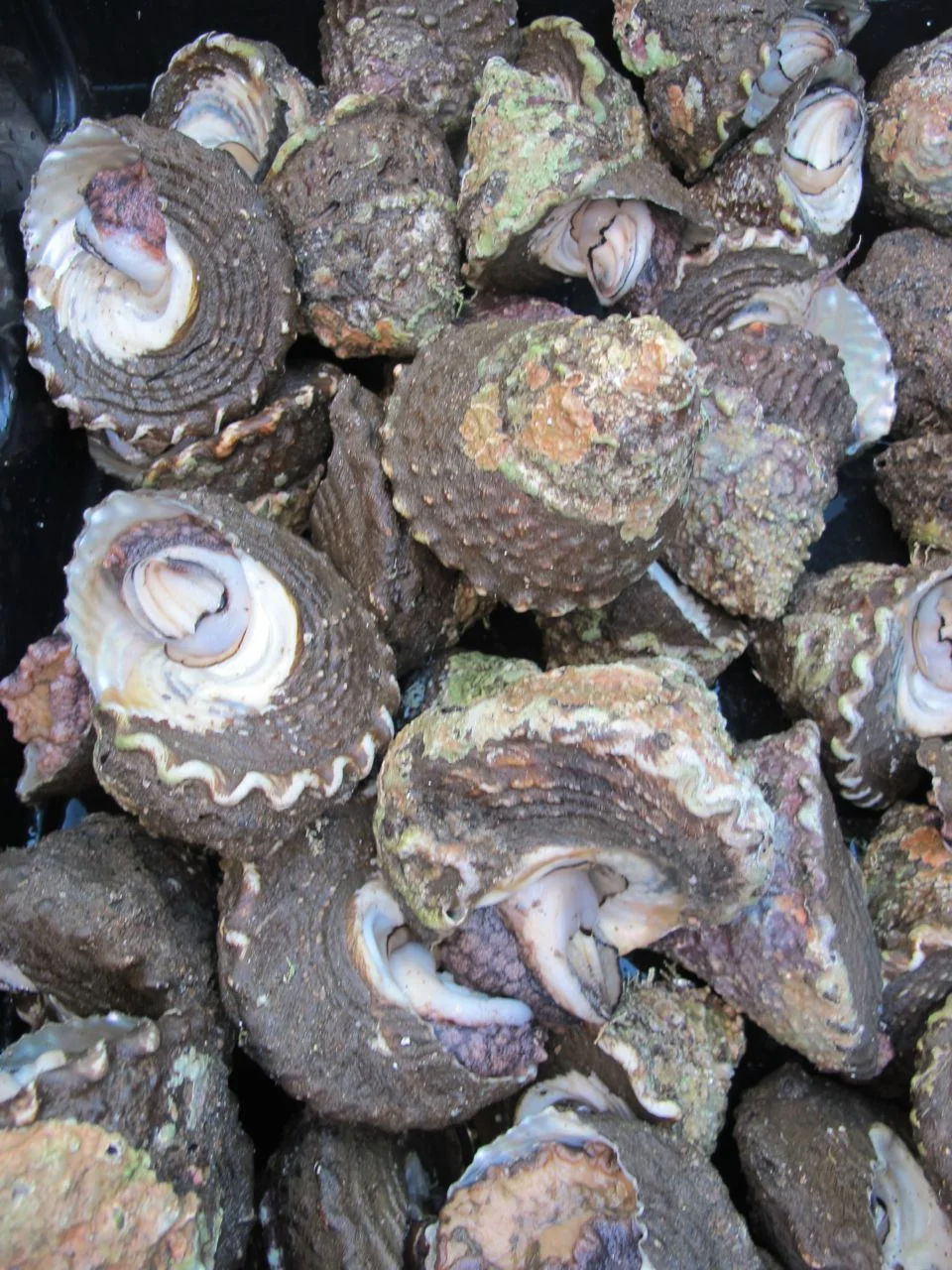 animal Whelk IMG_2862.jpg