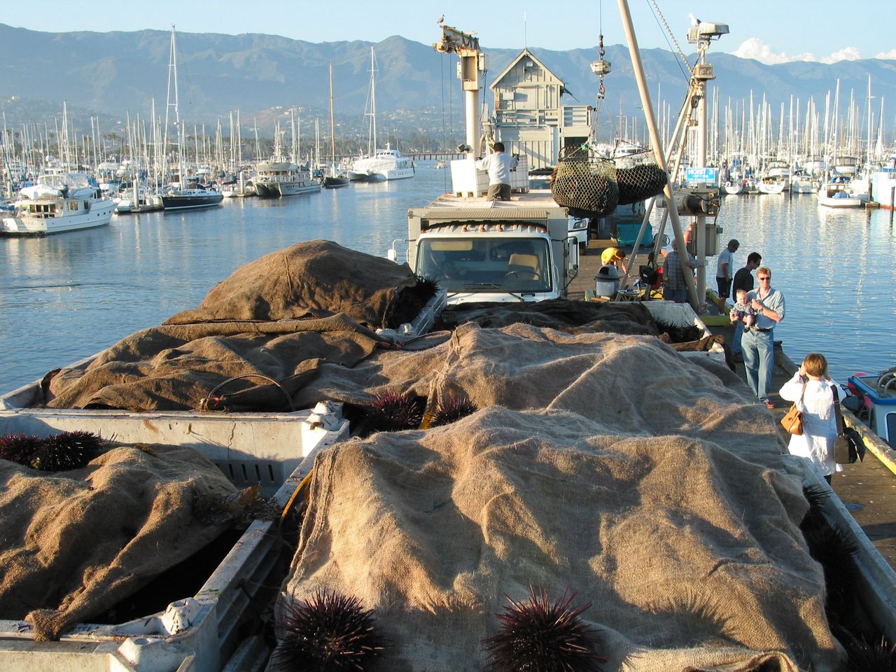 urchin harbor IMG_0262.jpg