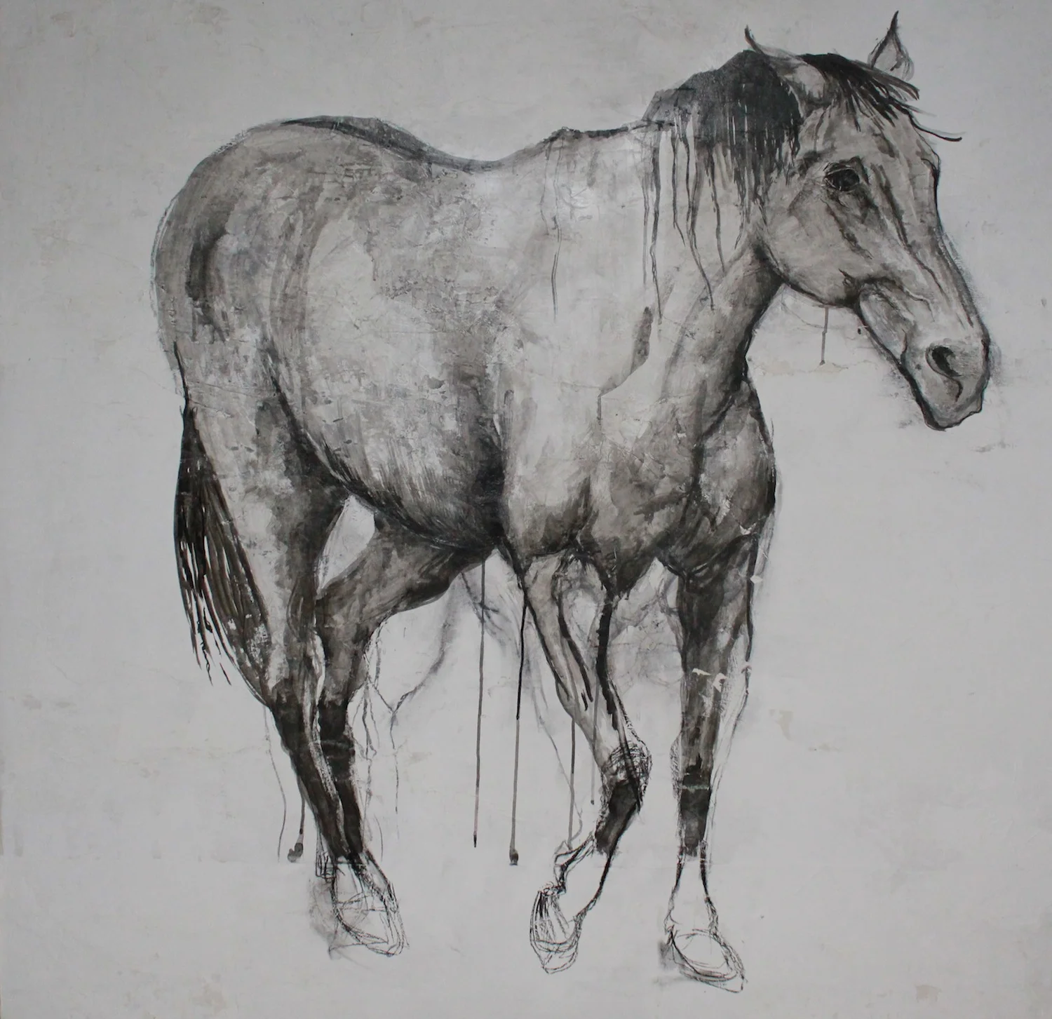Equus, 