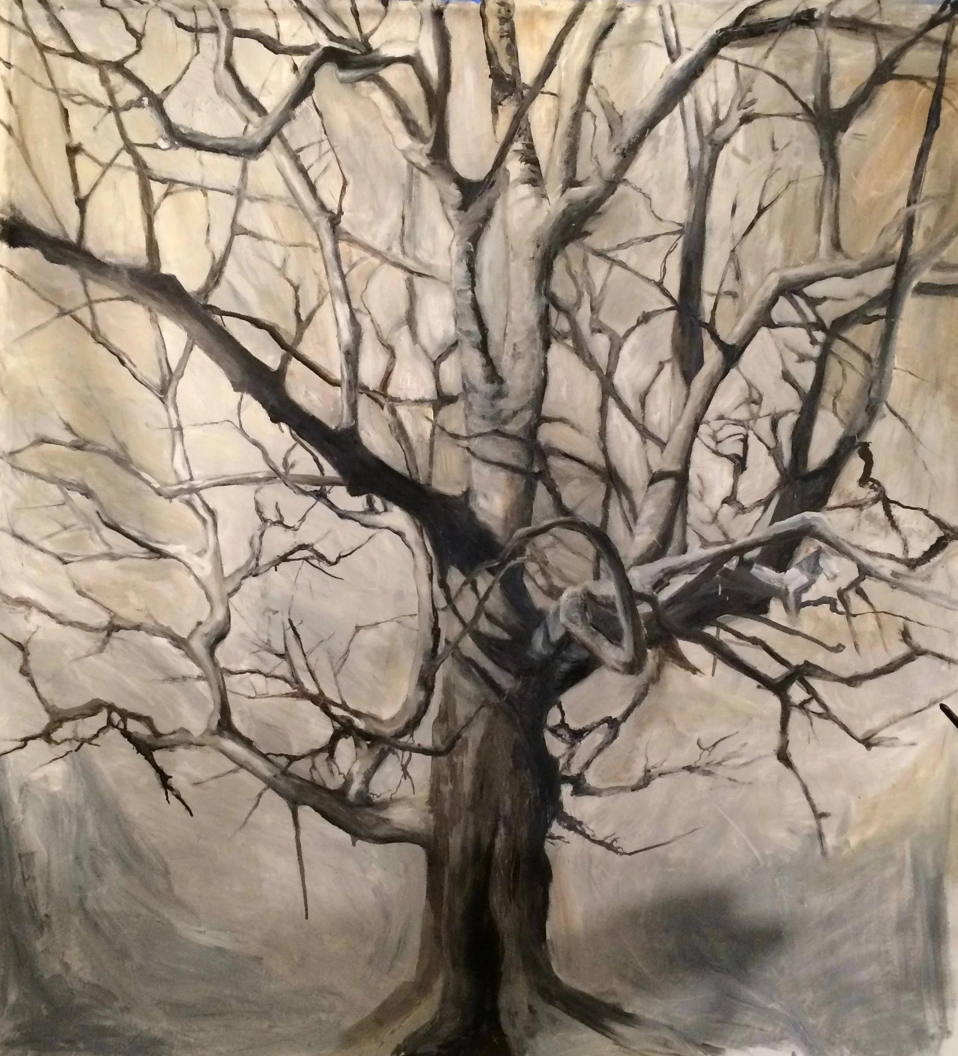SYCAMORE IN WINTER