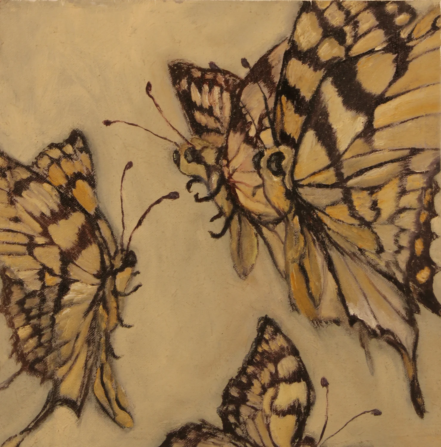CONGLOMERATE OF BUTTERFLIES STUDY