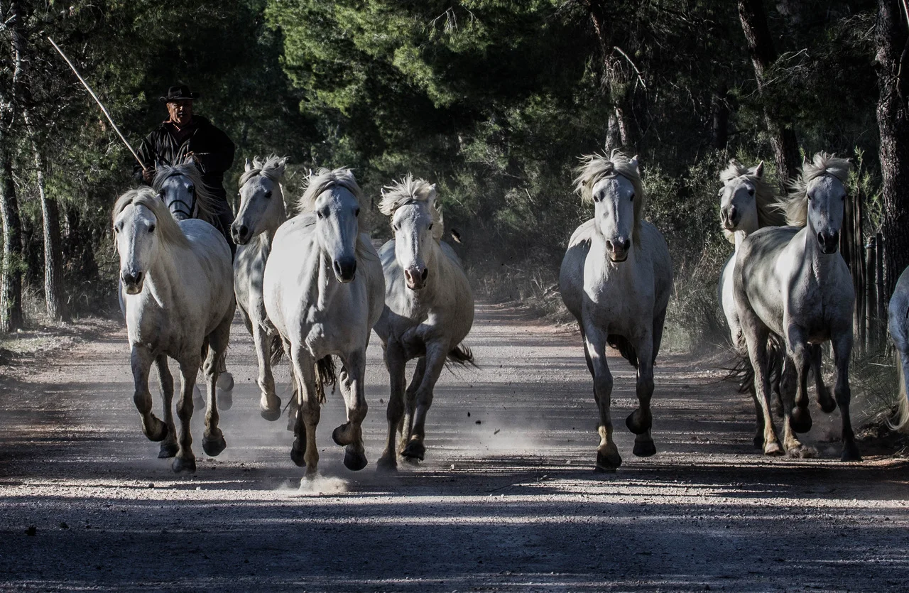 Photo Image #0897, taken in Camargue France in April 2017, Isabelle Truchon © 2017