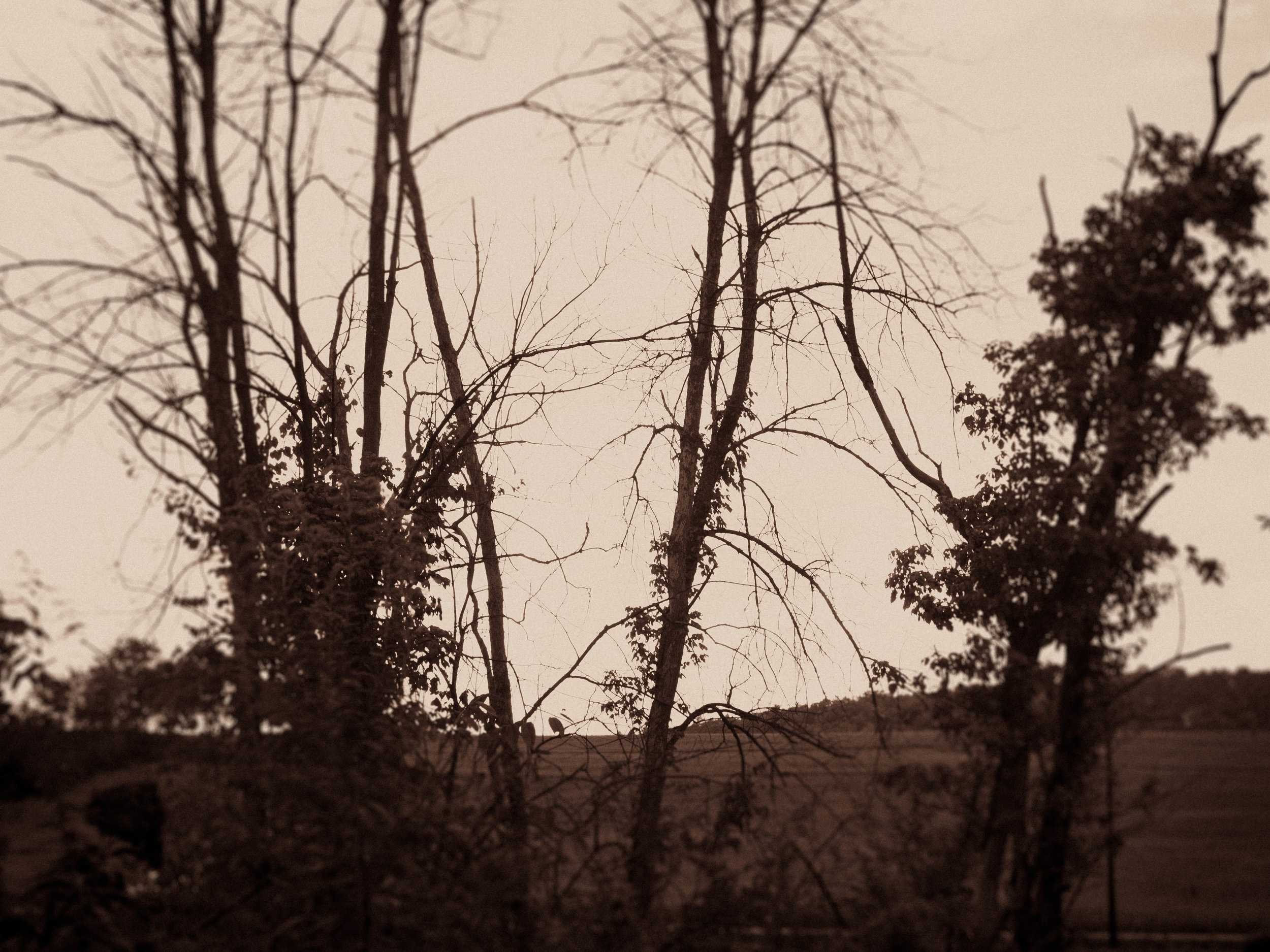 Memory #3 / Bruce Wallace