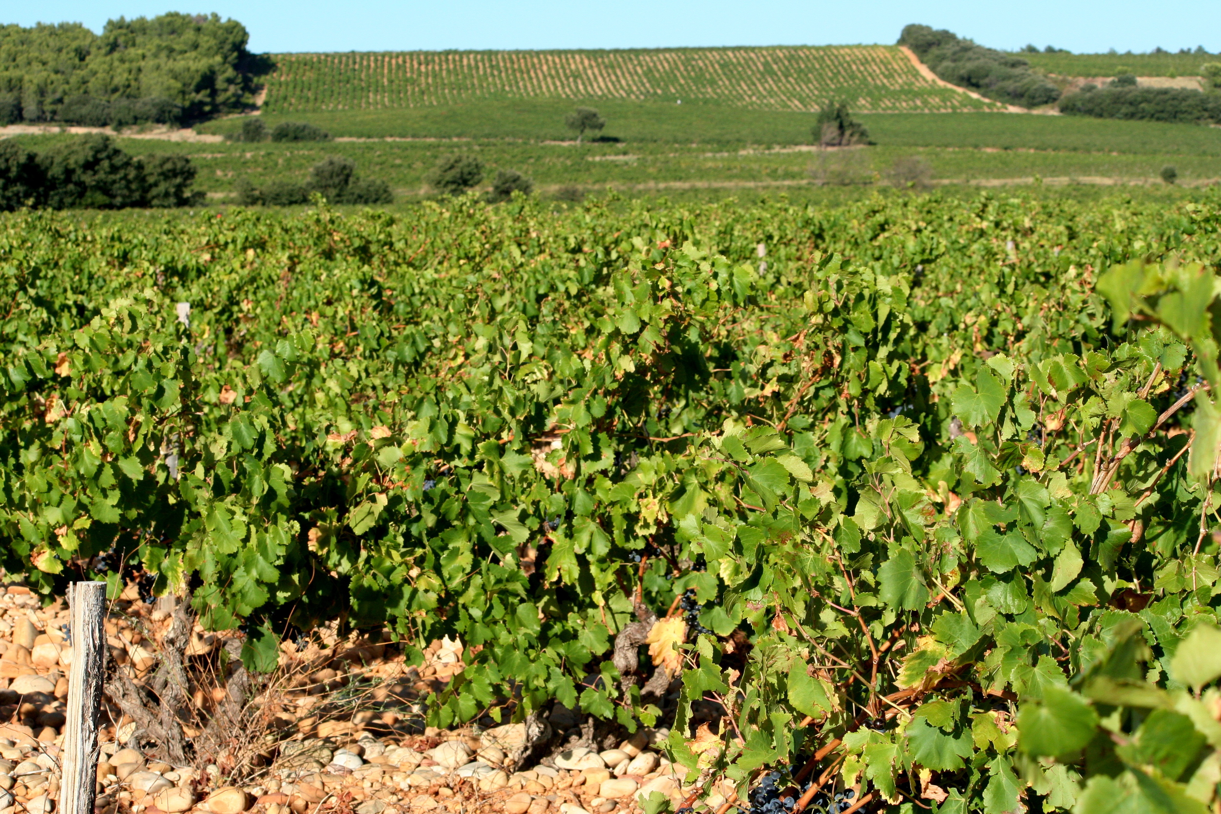 Vineyards_in_the_Rhône_Valley_-_Châteauneuf-du-Pape.jpg