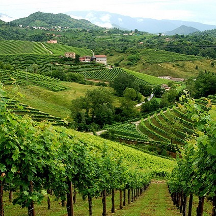 Wine Region Wednesday 🔦: in the rolling hills of the Veneto one can find the DOCG of Conegliano Valdobbiadene Prosecco. Famous for sparkling wines made in many styles, this is considered the spiritual home of Glera. Prosecco is a beloved wine by so 