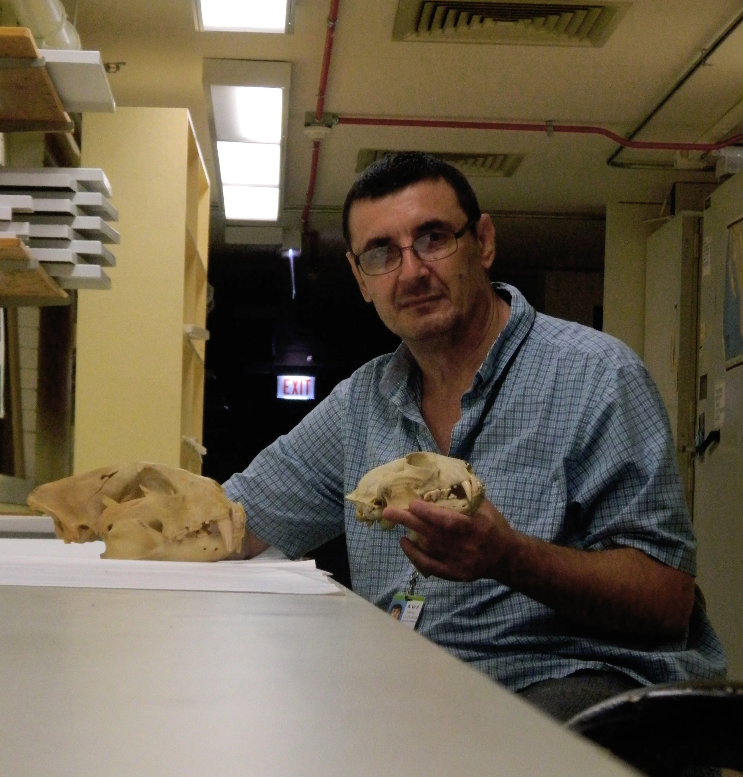 Two adult leopard skulls - a male (the large one) and a female as a demonstration of the wide range of variation of the morphological parameters of the living animals. 