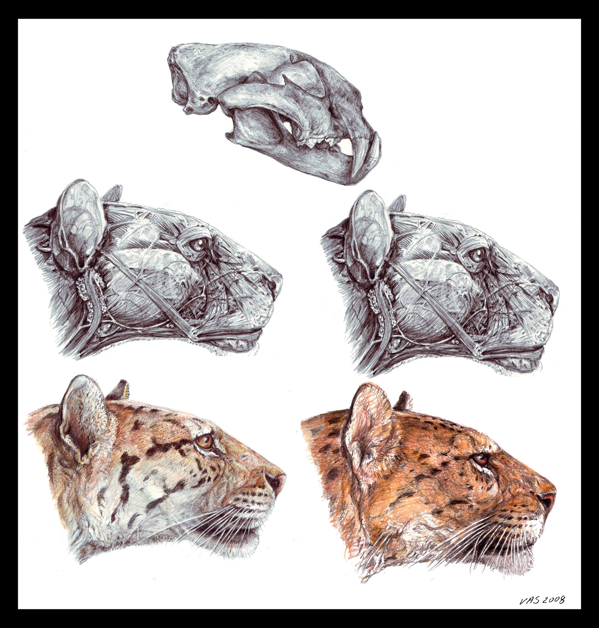 Two possible variants of the external apperance of Panthera paleosinensis