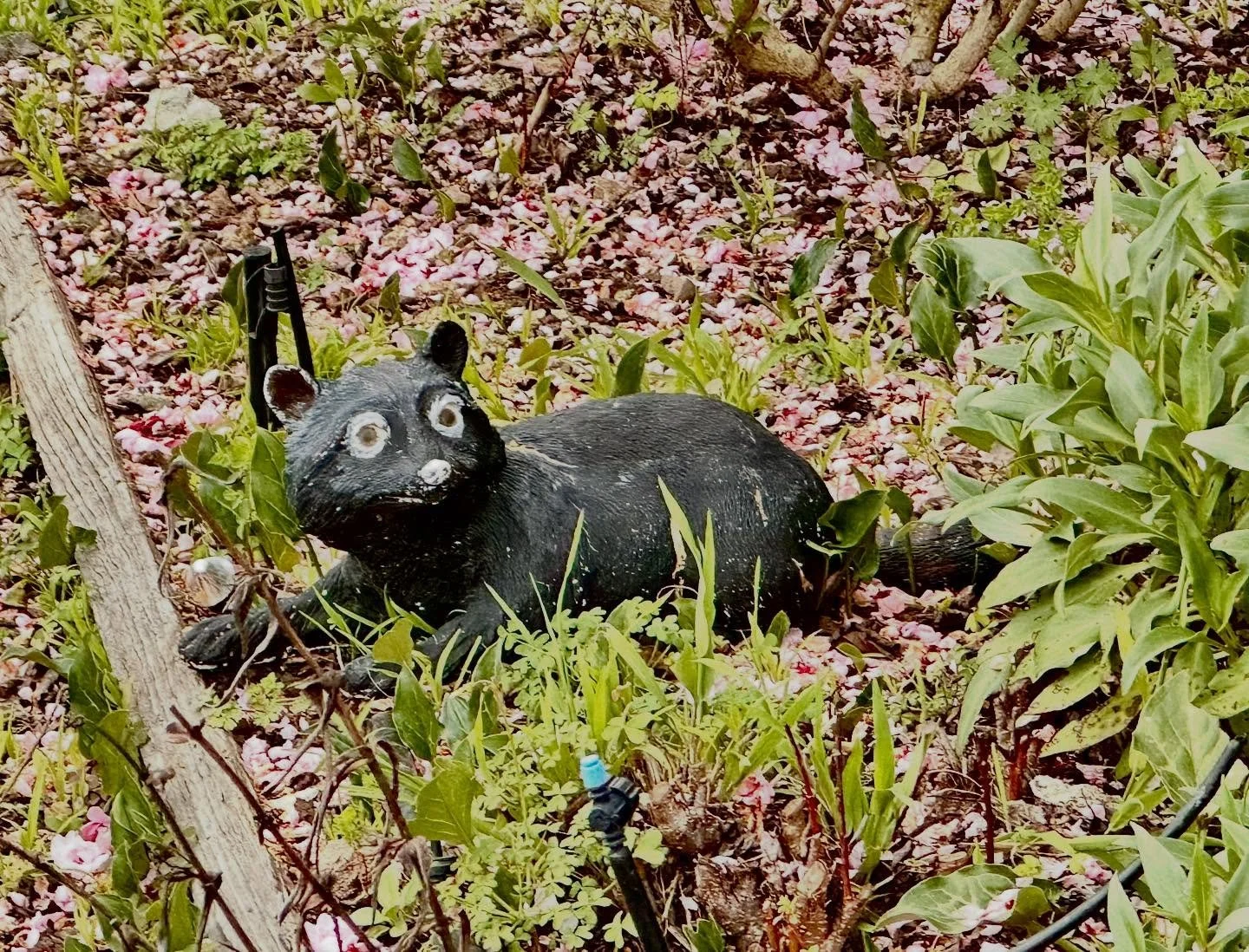 Garden thing of my neighbor