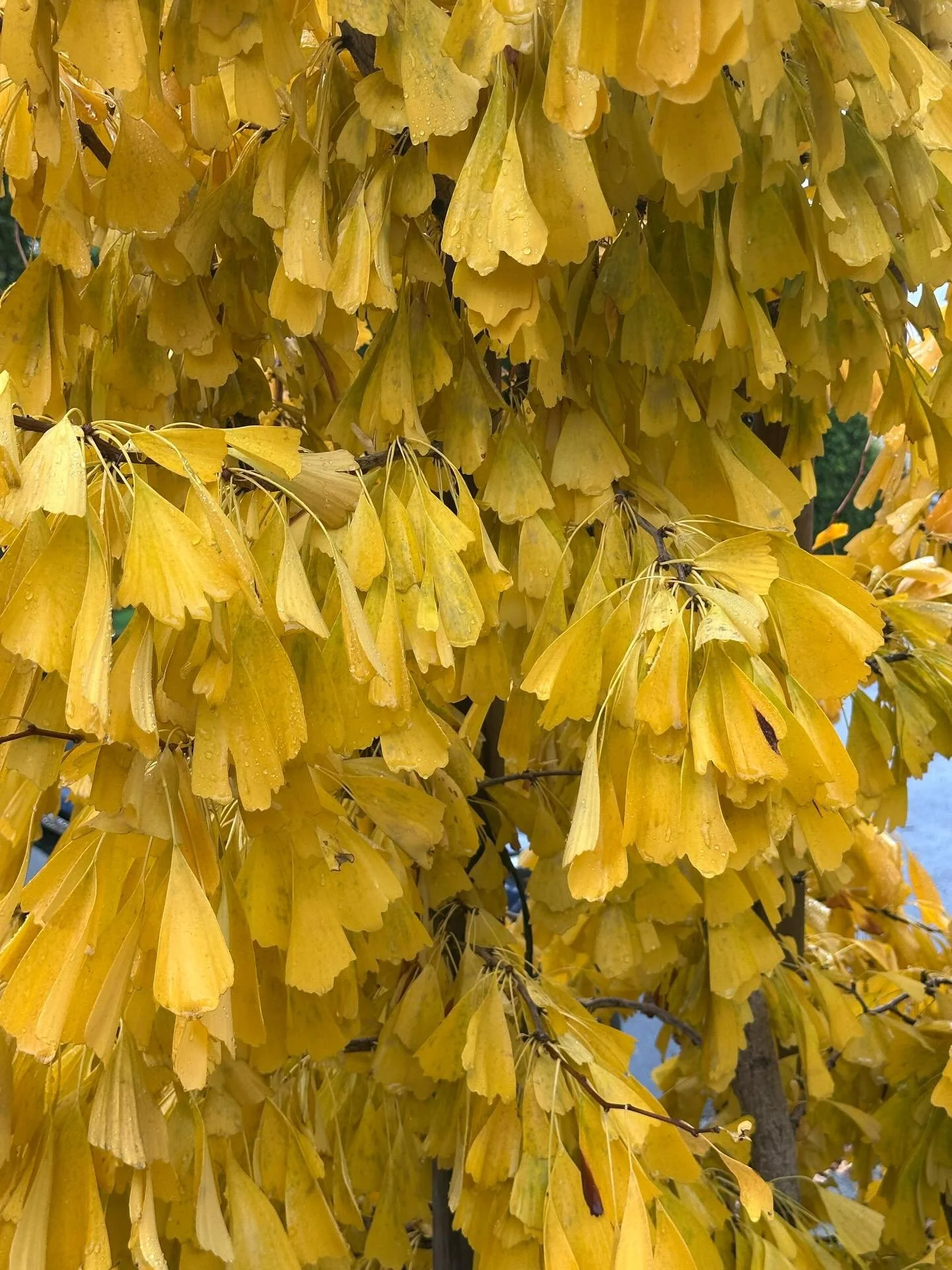 Droopy Ginko
Different species than the more perky kind.