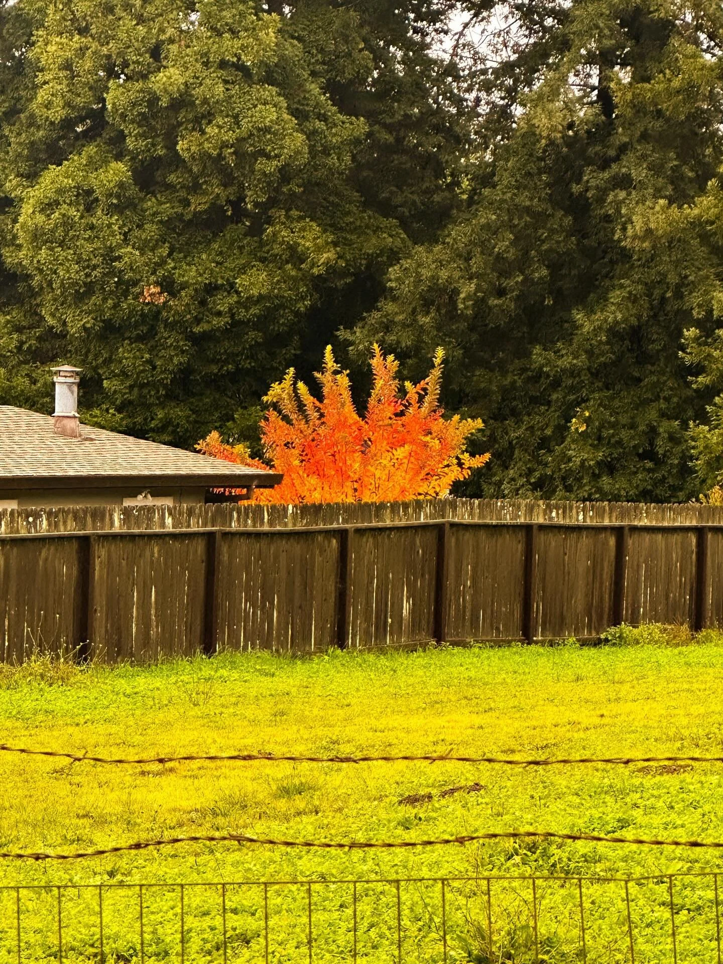 Burning Bush and Barbed Wire