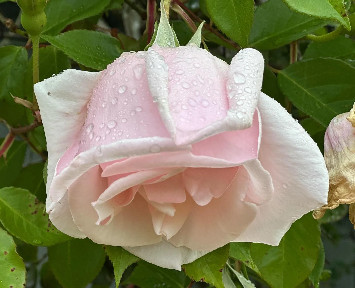 Belle of Portugal with Raindrops