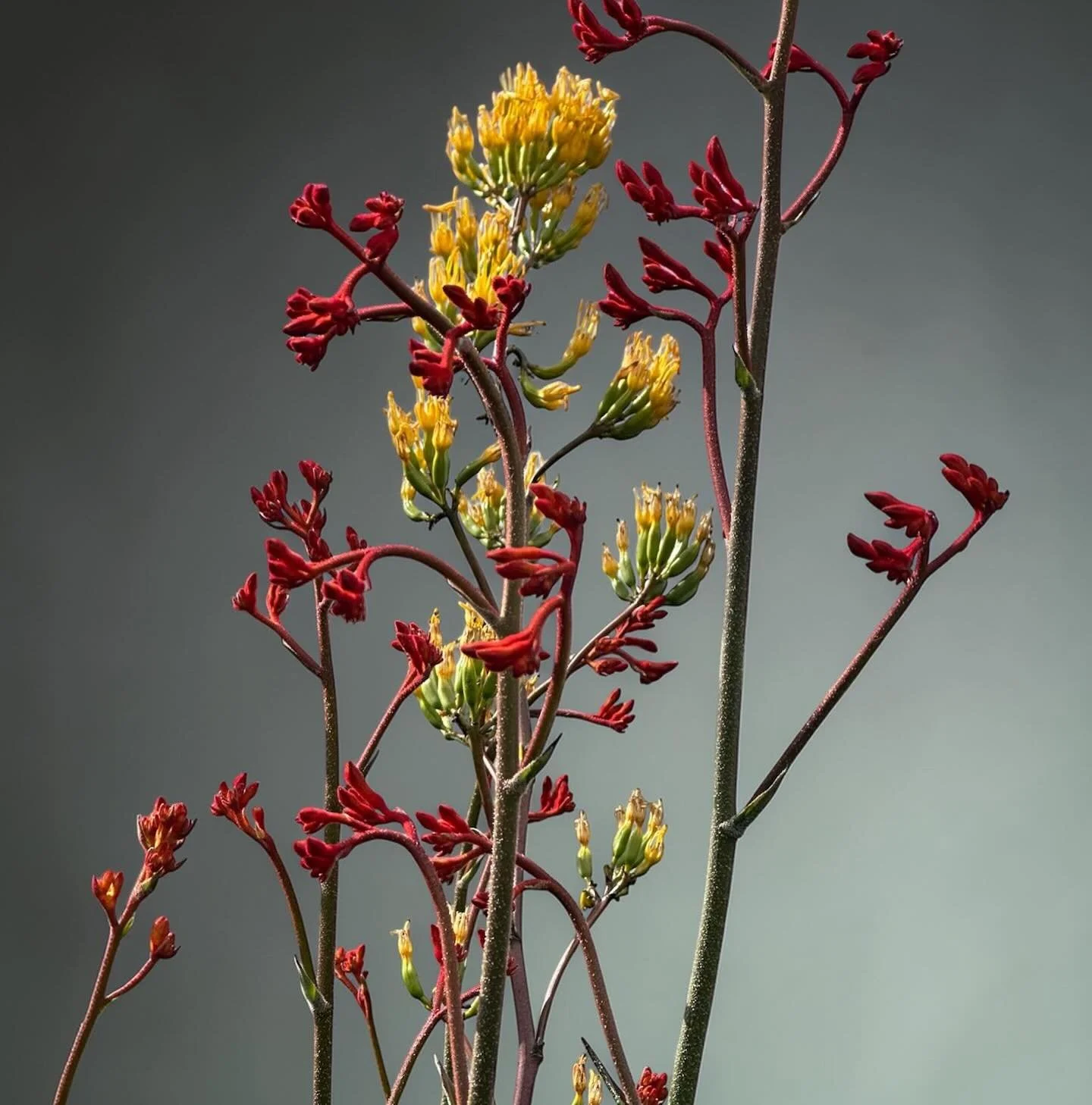 Kangaroo Paws waiting for the rain