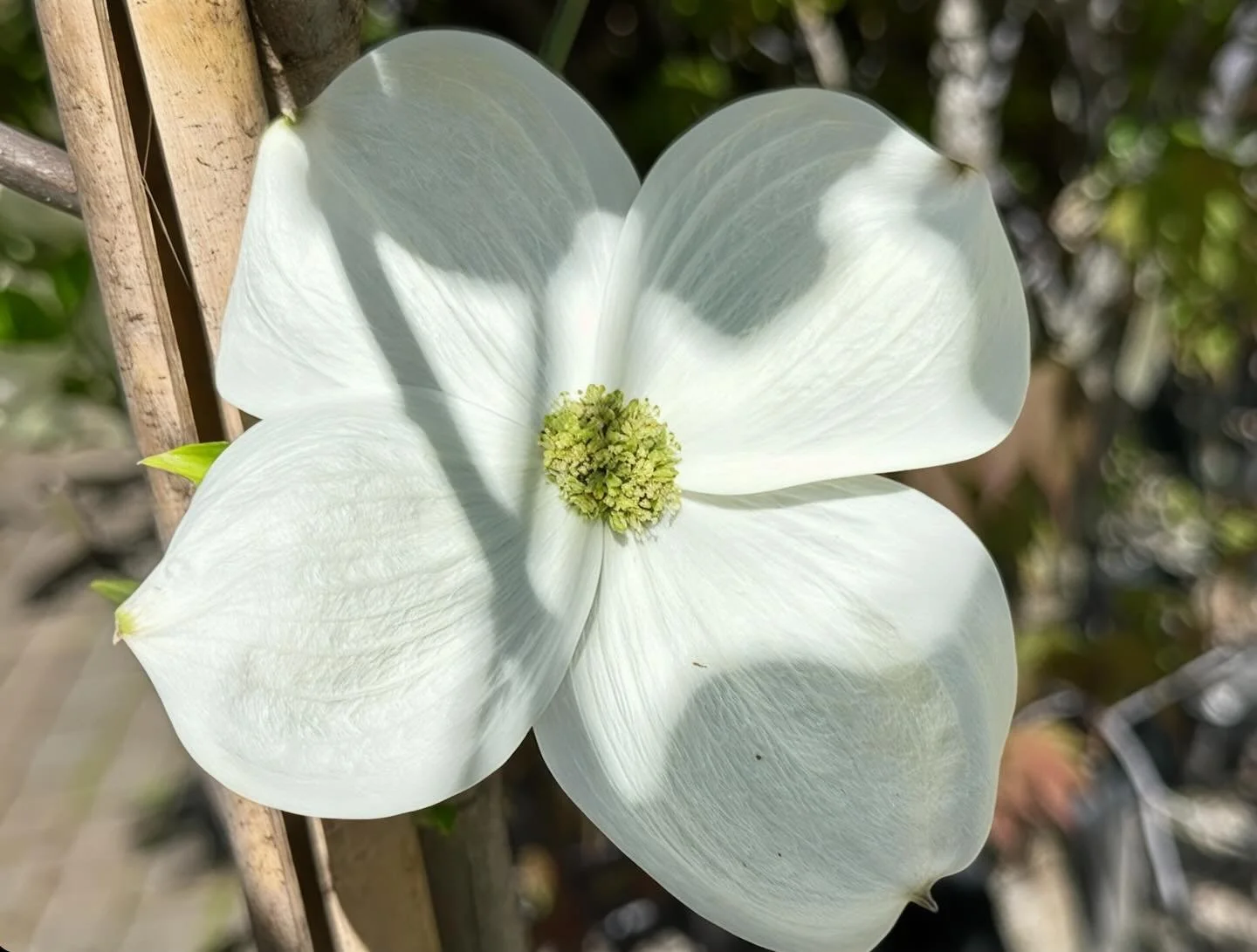 Dappled Dog Wood flower.