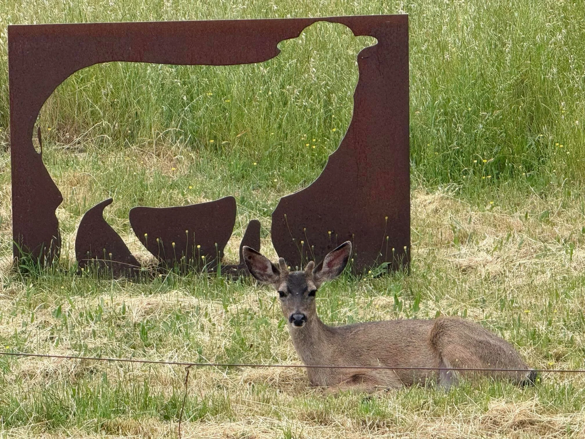 Photo by Susie Schlesinger on her ranch, I have done an immense number of paintings inspired by her devotion to animals and the land.